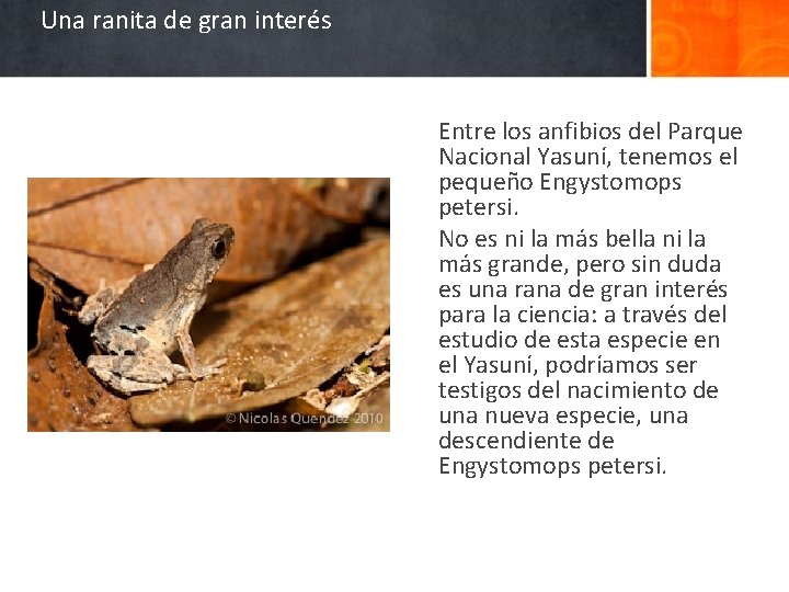 Una ranita de gran interés Entre los anfibios del Parque Nacional Yasuní, tenemos el