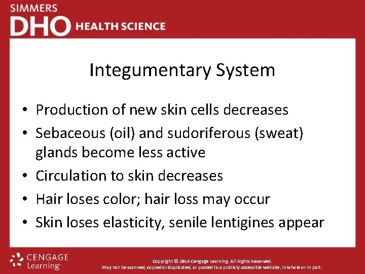 Integumentary System • Production of new skin cells decreases • Sebaceous (oil) and sudoriferous