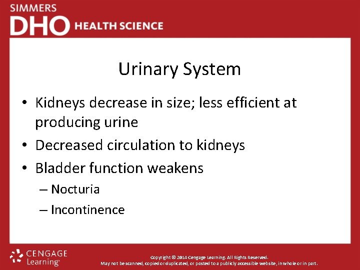 Urinary System • Kidneys decrease in size; less efficient at producing urine • Decreased