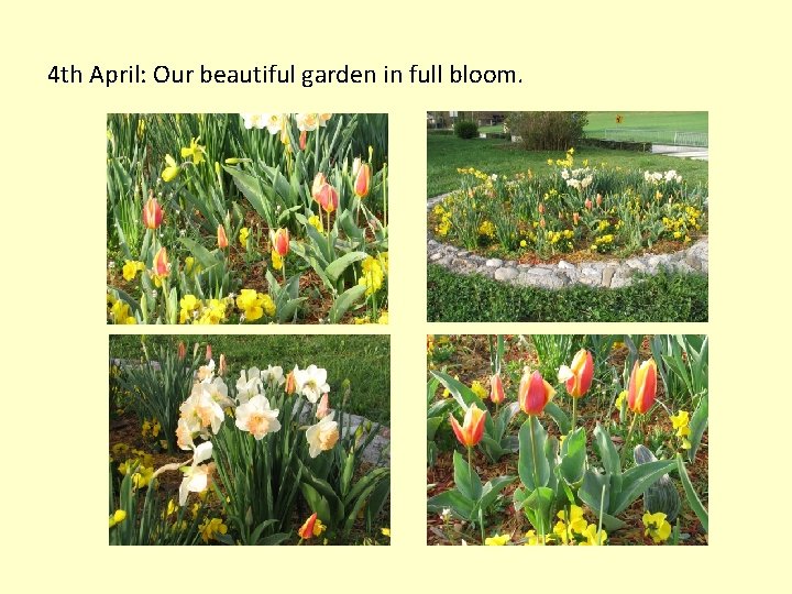 4 th April: Our beautiful garden in full bloom. 