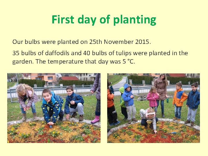 First day of planting Our bulbs were planted on 25 th November 2015. 35
