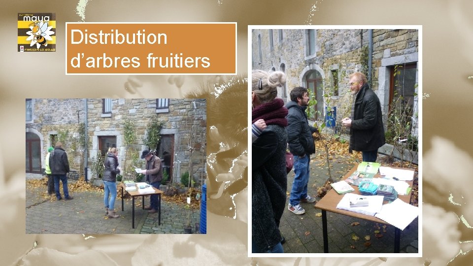 Distribution d’arbres fruitiers 