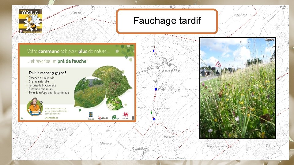 Fauchage tardif 