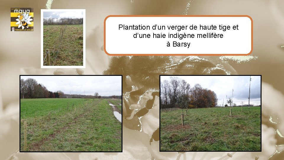 Plantation d’un verger de haute tige et d’une haie indigène mellifère à Barsy 