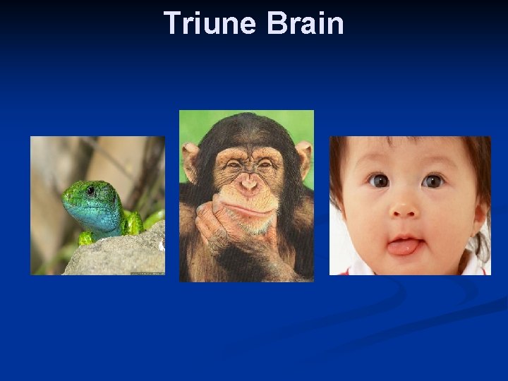 Triune Brain 
