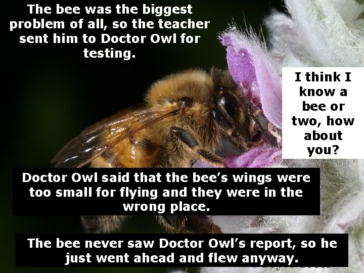 The bee was the biggest problem of all, so the teacher sent him to
