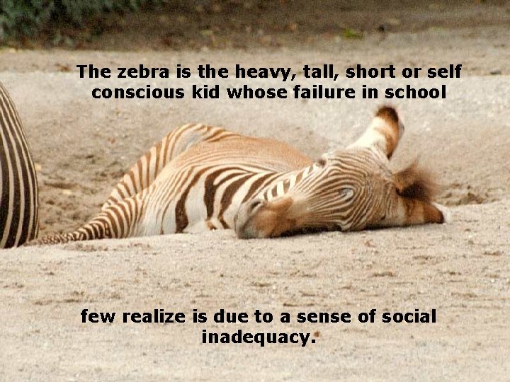 The zebra is the heavy, tall, short or self conscious kid whose failure in