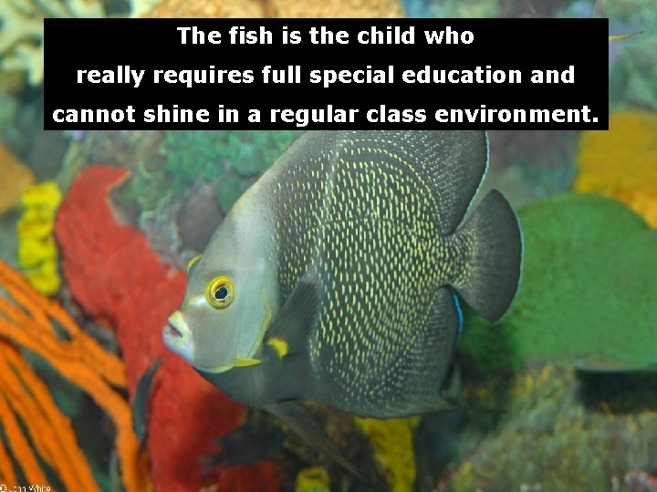 The fish is the child who really requires full special education and cannot shine