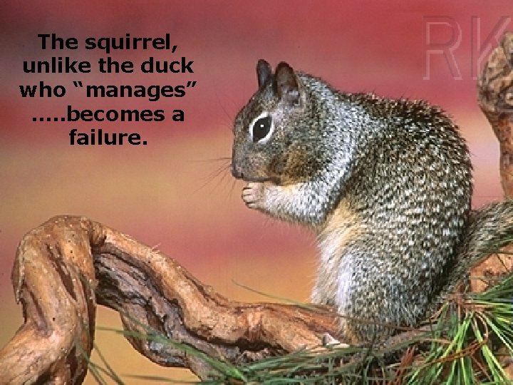 The squirrel, unlike the duck who “manages” …. . becomes a failure. 