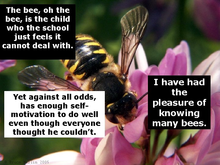 The bee, oh the bee, is the child who the school just feels it