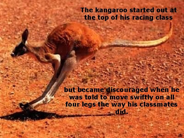 The kangaroo started out at the top of his racing class but became discouraged