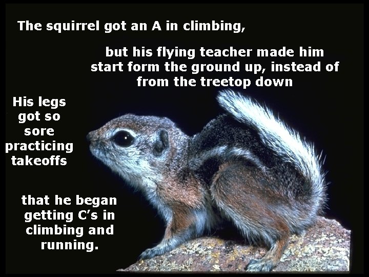 The squirrel got an A in climbing, but his flying teacher made him start