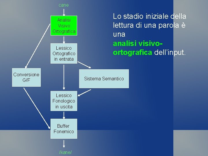 cane Analisi Visivo Ortografica Lessico Ortografico in entrata Conversione G/F Lo stadio iniziale della