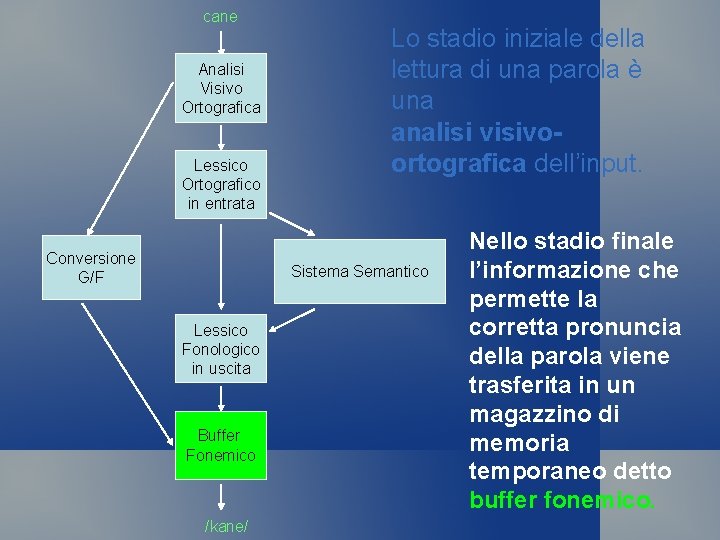 cane Analisi Visivo Ortografica Lessico Ortografico in entrata Conversione G/F Lo stadio iniziale della