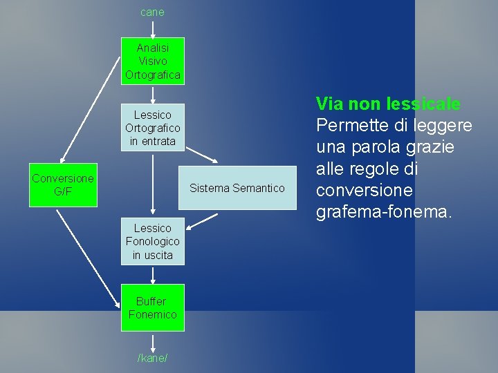 cane Analisi Visivo Ortografica Lessico Ortografico in entrata Conversione G/F Sistema Semantico Lessico Fonologico