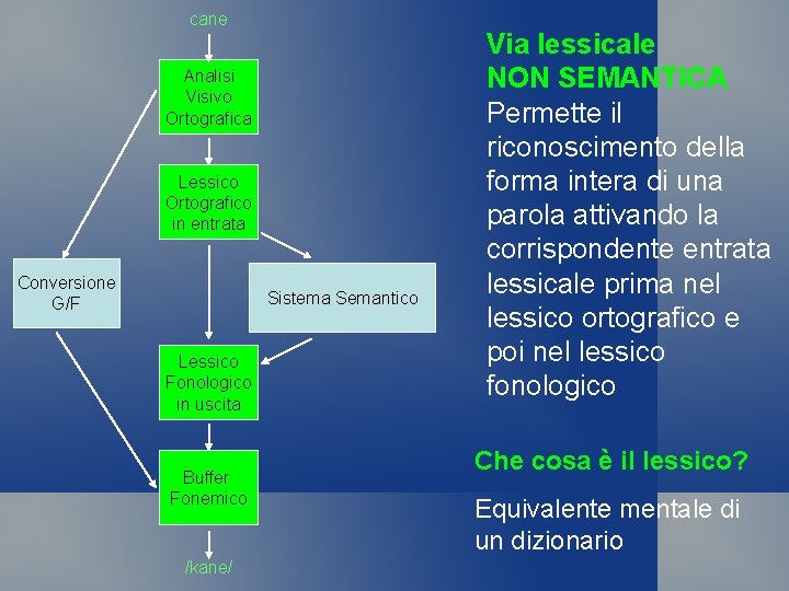 cane Analisi Visivo Ortografica Lessico Ortografico in entrata Conversione G/F Sistema Semantico Lessico Fonologico