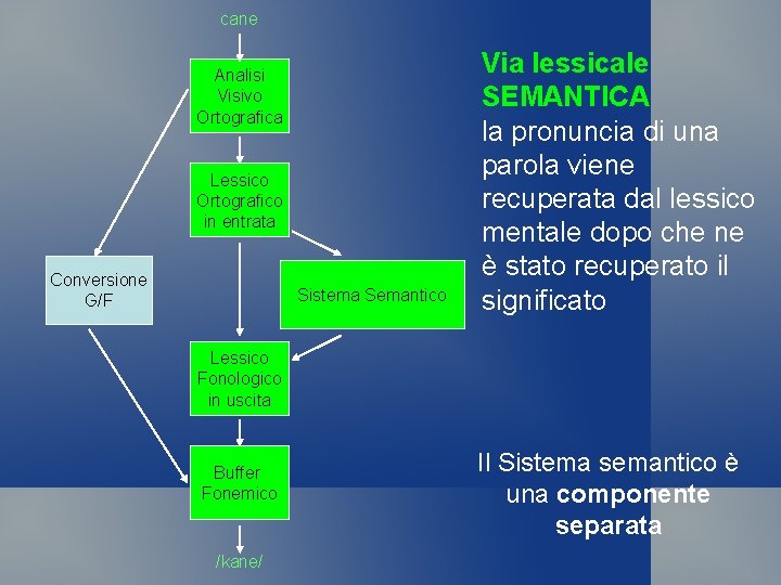 cane Analisi Visivo Ortografica Lessico Ortografico in entrata Conversione G/F Sistema Semantico Via lessicale