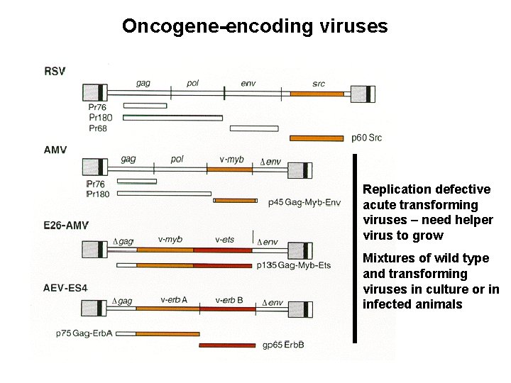 Oncogene-encoding viruses Replication defective acute transforming viruses – need helper virus to grow Mixtures