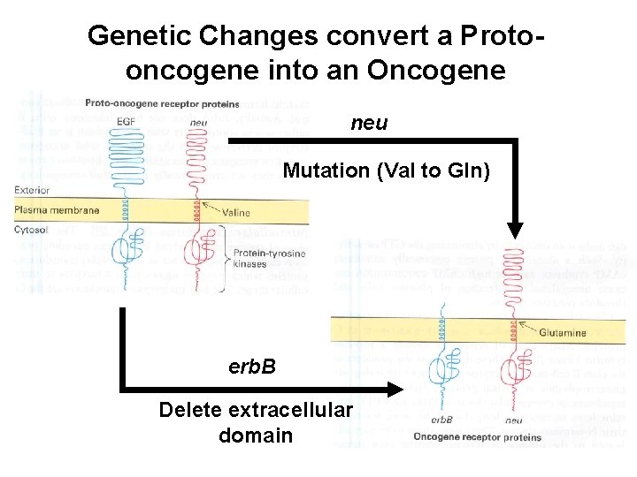 Genetic Changes convert a Protooncogene into an Oncogene neu Mutation (Val to Gln) erb.