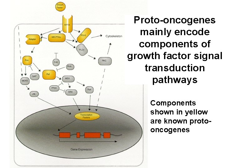 Proto-oncogenes mainly encode components of growth factor signal transduction pathways Components shown in yellow
