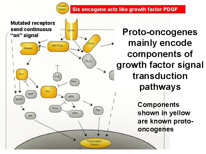 Sis oncogene acts like growth factor PDGF Mutated receptors send continuous “on” signal Proto-oncogenes