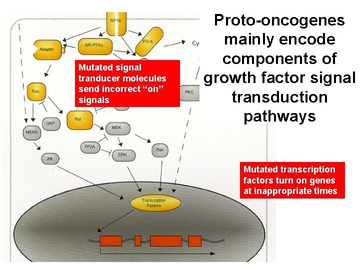Mutated signal tranducer molecules send incorrect “on” signals Proto-oncogenes mainly encode components of growth