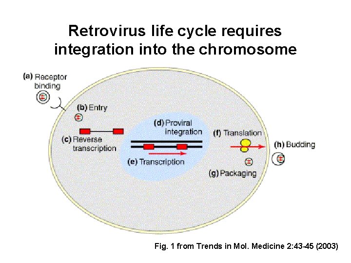Retrovirus life cycle requires integration into the chromosome Fig. 1 from Trends in Mol.