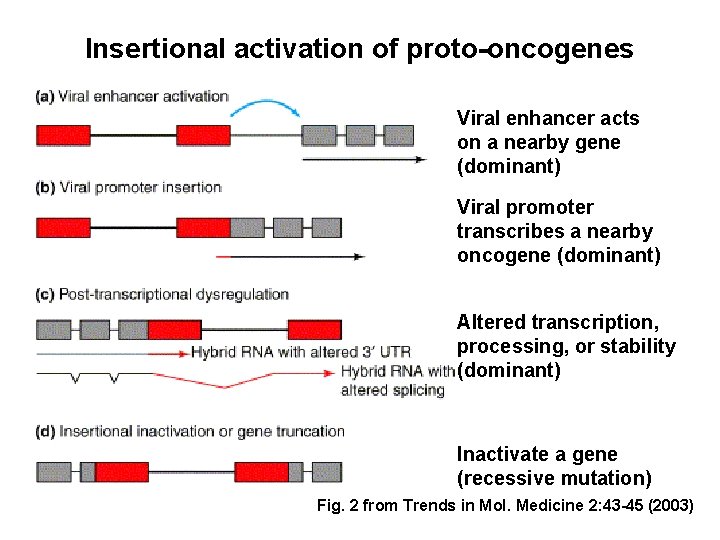 Insertional activation of proto-oncogenes Viral enhancer acts on a nearby gene (dominant) Viral promoter