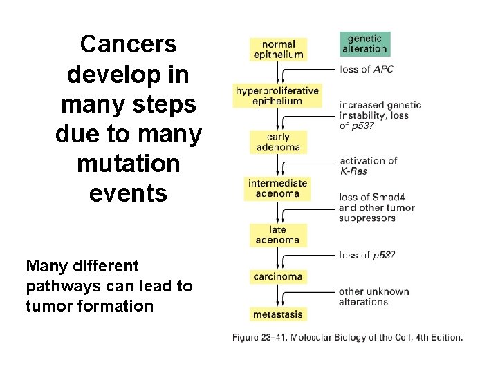 Cancers develop in many steps due to many mutation events Many different pathways can