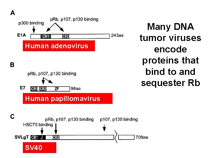 Human adenovirus Human papillomavirus SV 40 Many DNA tumor viruses encode proteins that bind