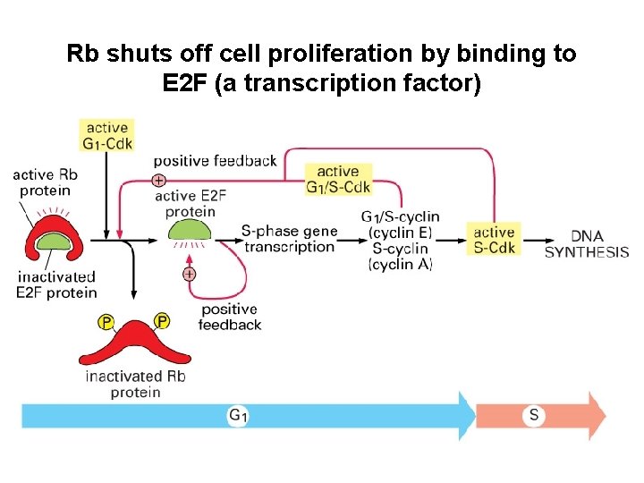 Rb shuts off cell proliferation by binding to E 2 F (a transcription factor)