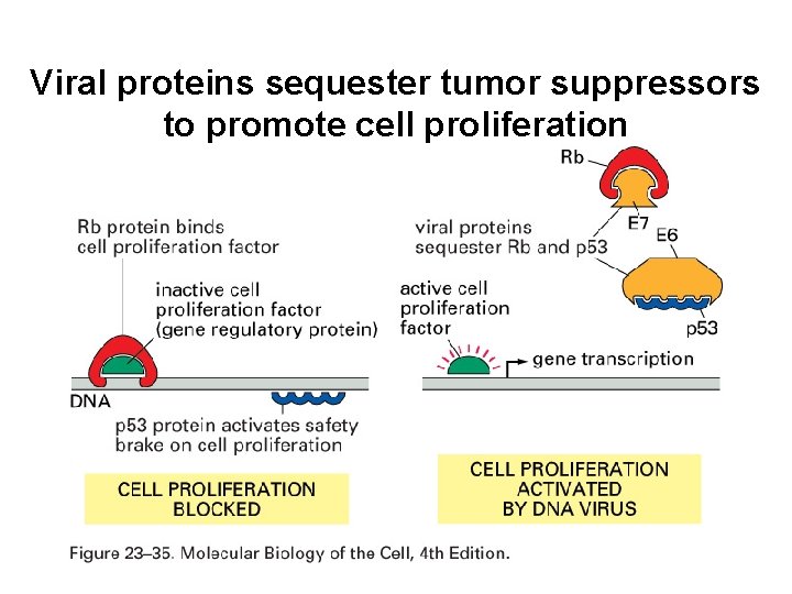 Viral proteins sequester tumor suppressors to promote cell proliferation 