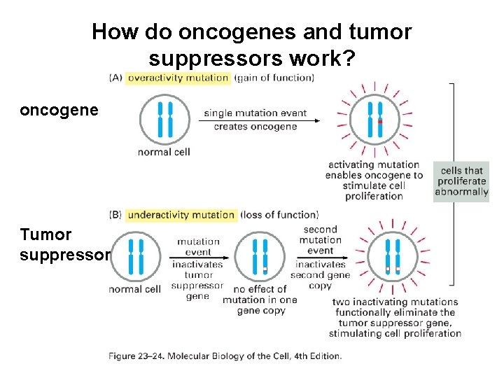 How do oncogenes and tumor suppressors work? oncogene Tumor suppressor 