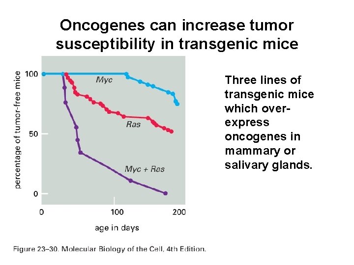Oncogenes can increase tumor susceptibility in transgenic mice Three lines of transgenic mice which