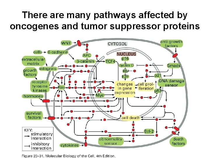 There are many pathways affected by oncogenes and tumor suppressor proteins 
