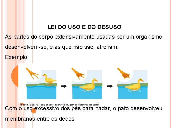 LEI DO USO E DO DESUSO As partes do corpo extensivamente usadas por um