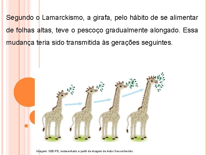Segundo o Lamarckismo, a girafa, pelo hábito de se alimentar de folhas altas, teve