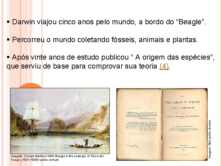 § Darwin viajou cinco anos pelo mundo, a bordo do “Beagle”. § Percorreu o