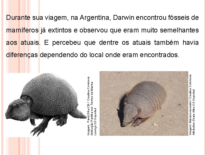 Durante sua viagem, na Argentina, Darwin encontrou fósseis de mamíferos já extintos e observou