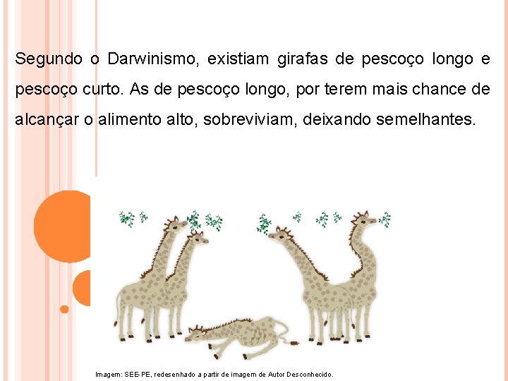 Segundo o Darwinismo, existiam girafas de pescoço longo e pescoço curto. As de pescoço