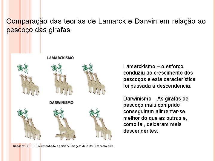 Comparação das teorias de Lamarck e Darwin em relação ao pescoço das girafas Lamarckismo