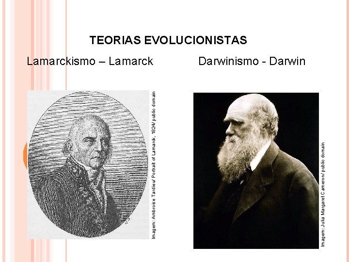 Imagem: Julia Margaret Cameron/ public domain Imagem: Ambroise Tardieu/ Portrait of Lamarck, 1824/ public