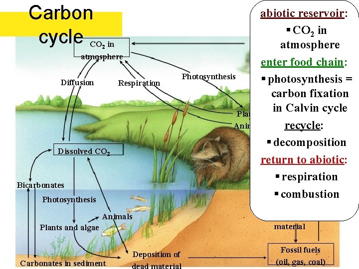 Carbon cycle CO in 2 atmosphere Diffusion Respiration Dissolved CO 2 Bicarbonates Photosynthesis Deposition