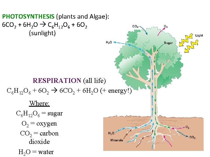 PHOTOSYNTHESIS (plants and Algae): 6 CO 2 + 6 H 2 O C 6