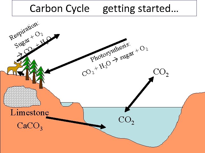 Carbon Cycle : n o ti a r i p 2 s O e