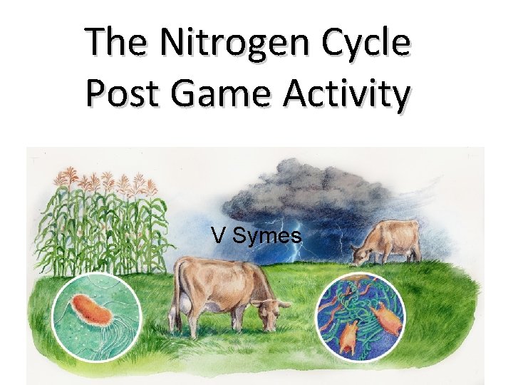 The Nitrogen Cycle Post Game Activity V Symes 