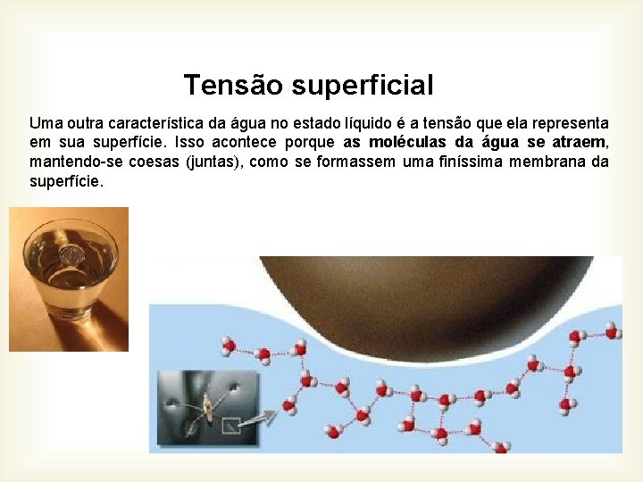 Tensão superficial Uma outra característica da água no estado líquido é a tensão que