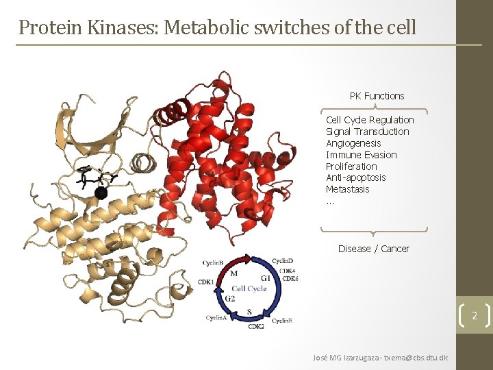 Protein Kinases: Metabolic switches of the cell PK Functions Cell Cycle Regulation Signal Transduction Protein Kinases: Metabolic switches of the cell PK Functions Cell Cycle Regulation Signal Transduction