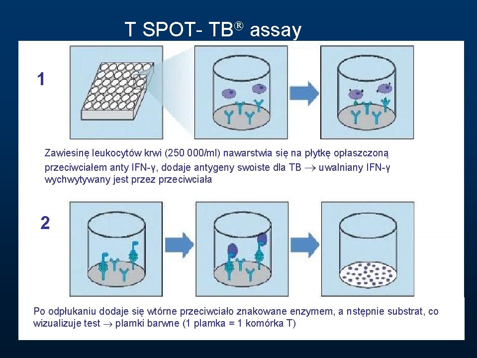 T SPOT- TB assay 1 Zawiesinę leukocytów krwi (250 000/ml) nawarstwia się na płytkę