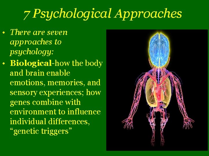 7 Psychological Approaches • There are seven approaches to psychology: • Biological-how the body
